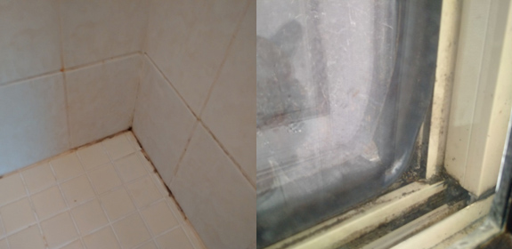 Type I Mold | Mold Removal Service in Toronto, Oakville