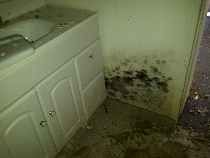 Are you allergic to mold?