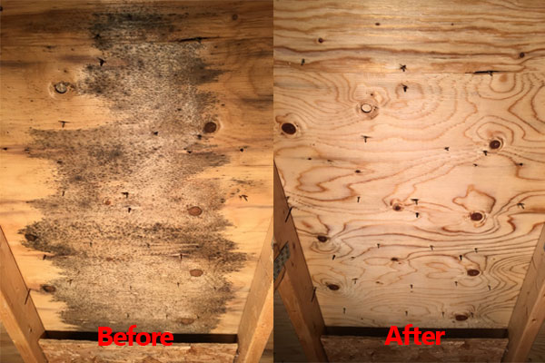 Before and after attic mold