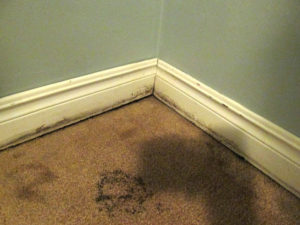 Carpet Mold 1 700x526px 300x225 