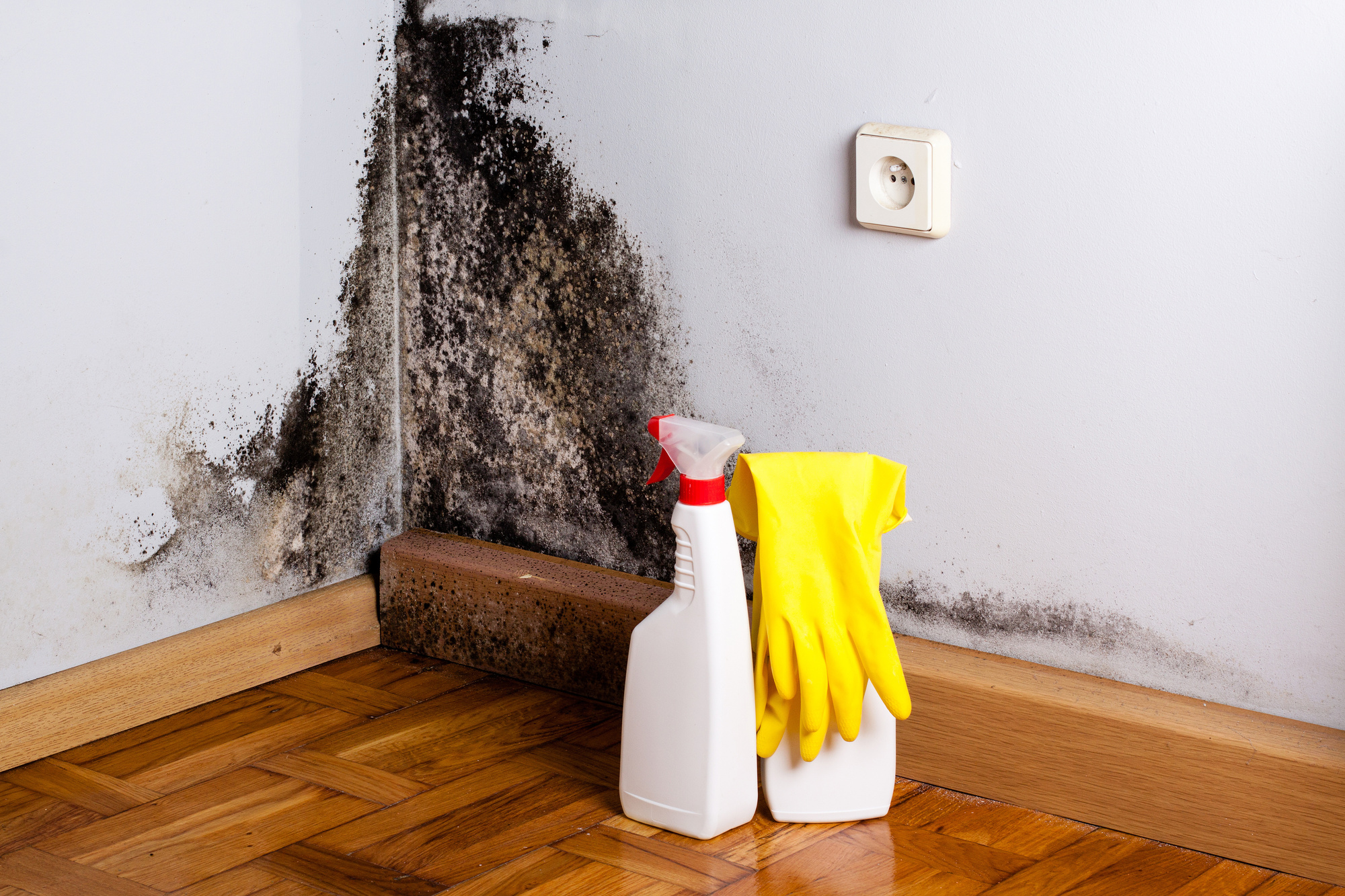 How To Calculate Approximate Prices for Mold Removal Services