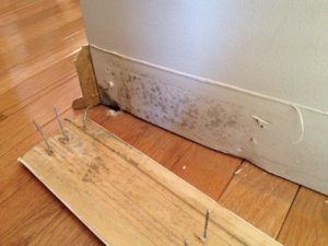 Mold Removal Service in Mississauga