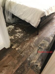 Mold On Flooring Picture